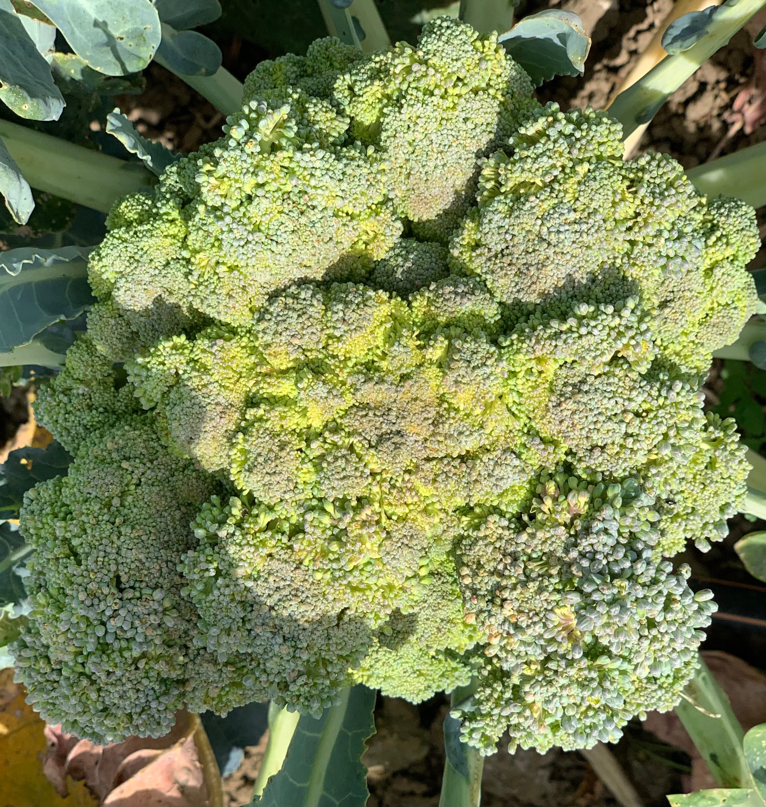Brocoli  (environ 1kg)