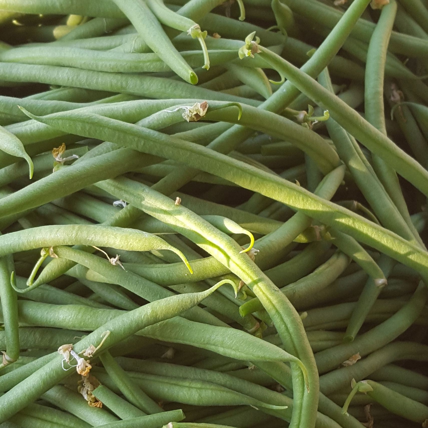 Haricot vert - 500g