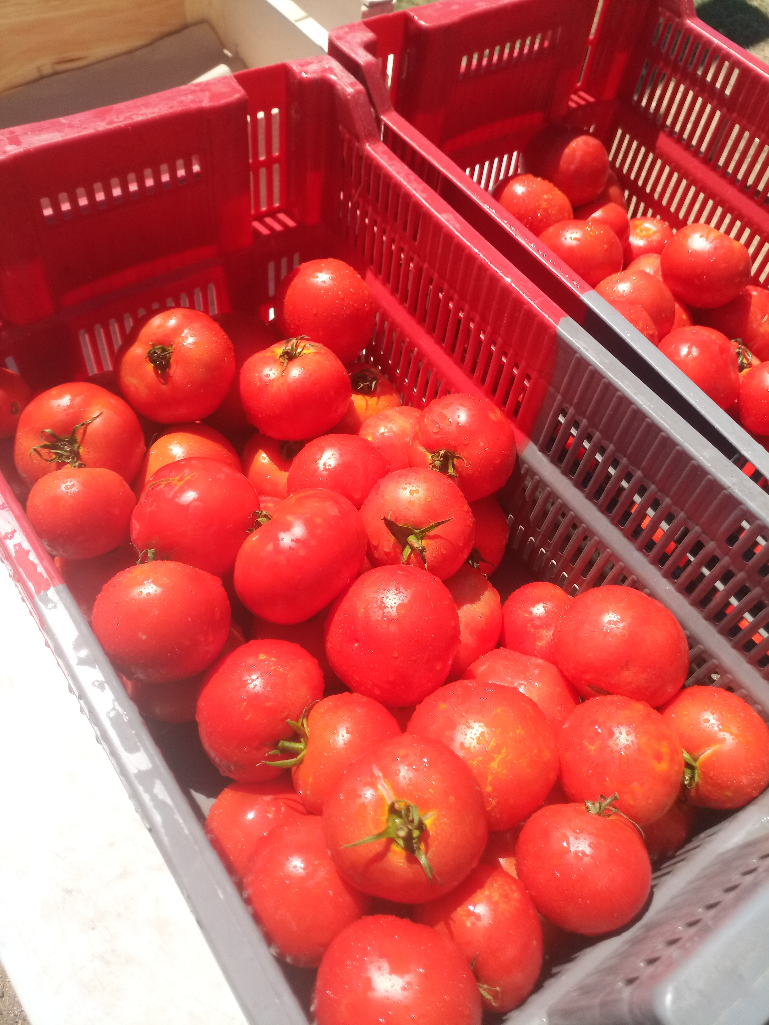 Tomate ronde