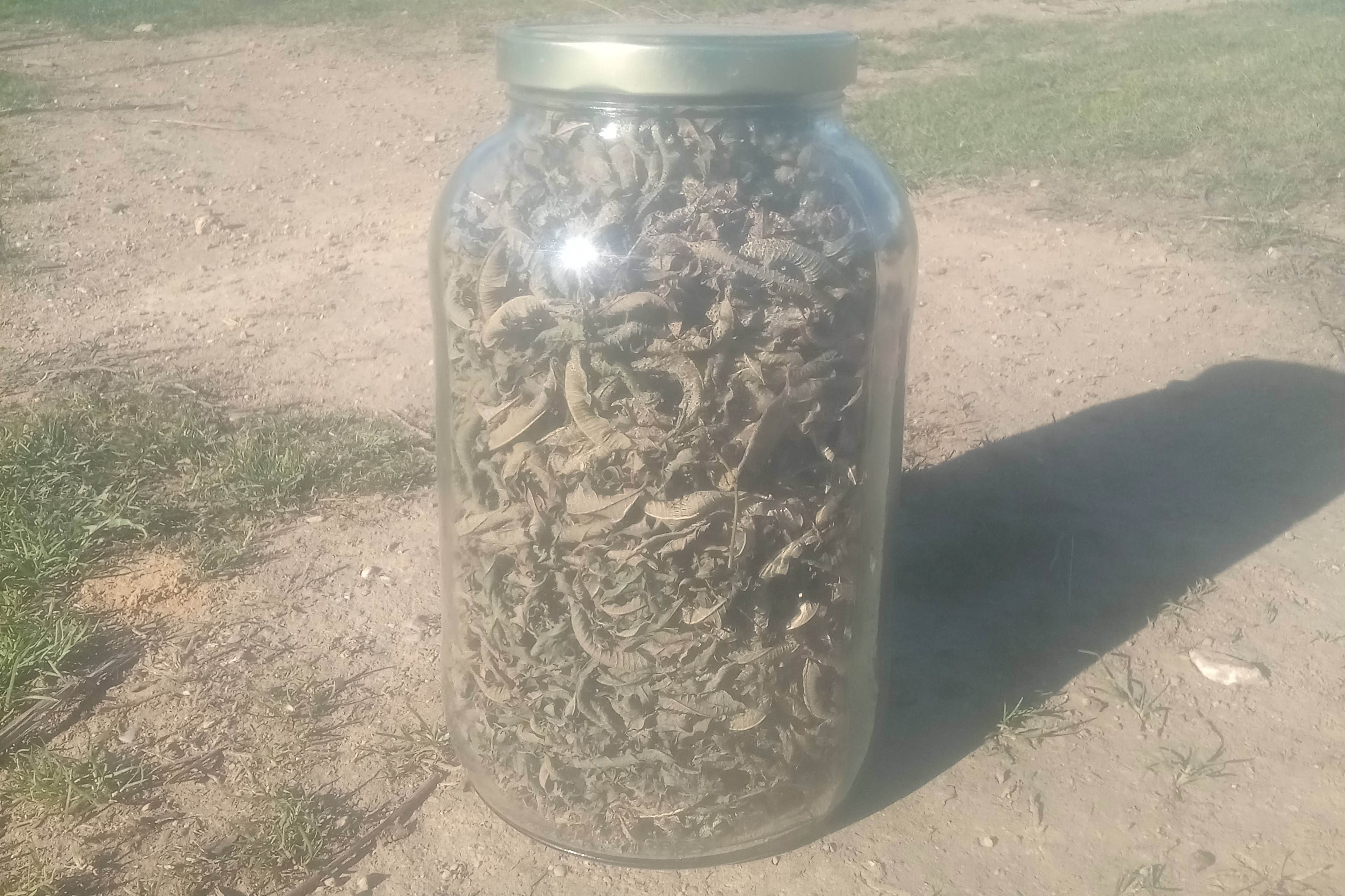 Verveine citronnée / sachet de 30gr