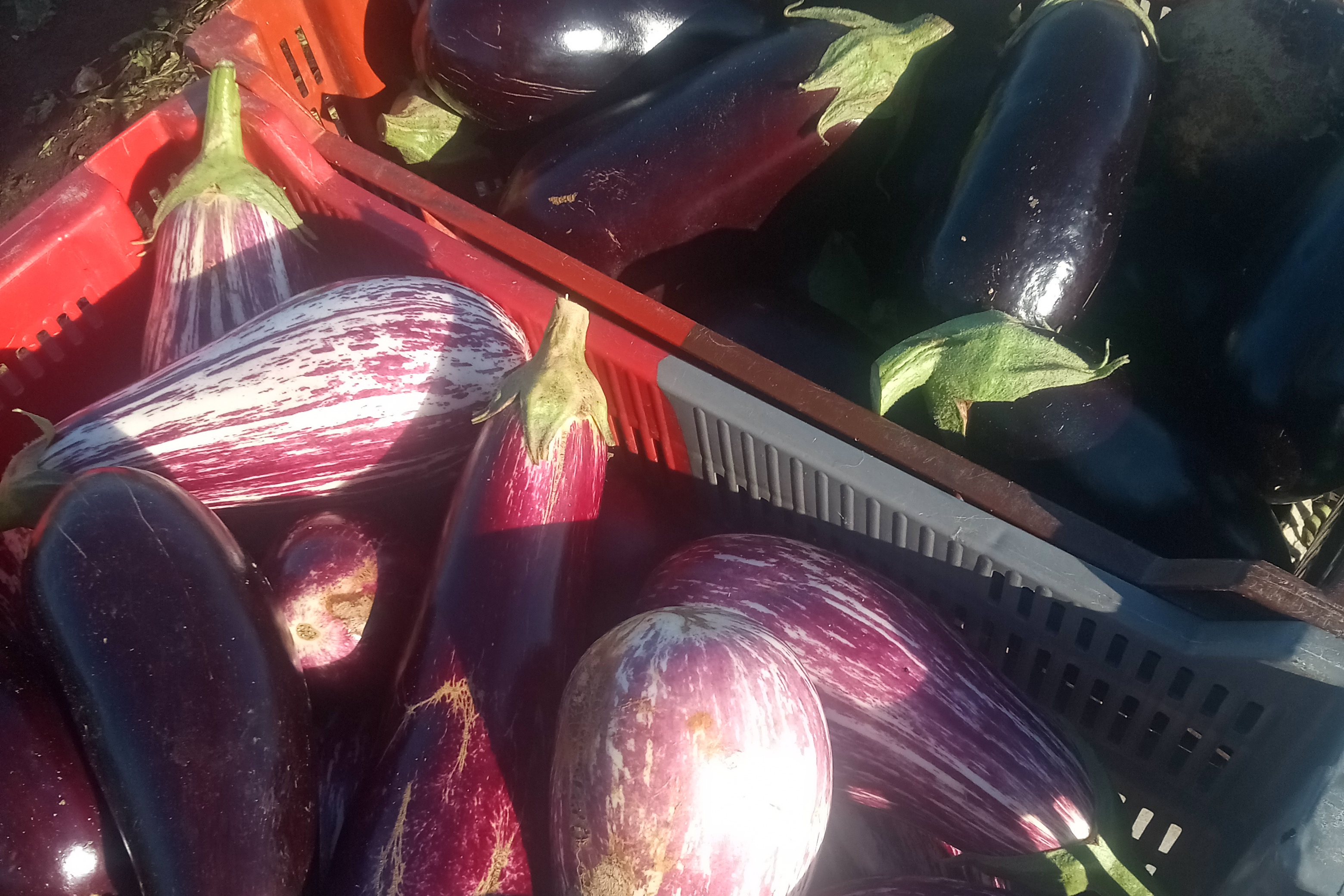 Aubergine mélange variétés anciennes