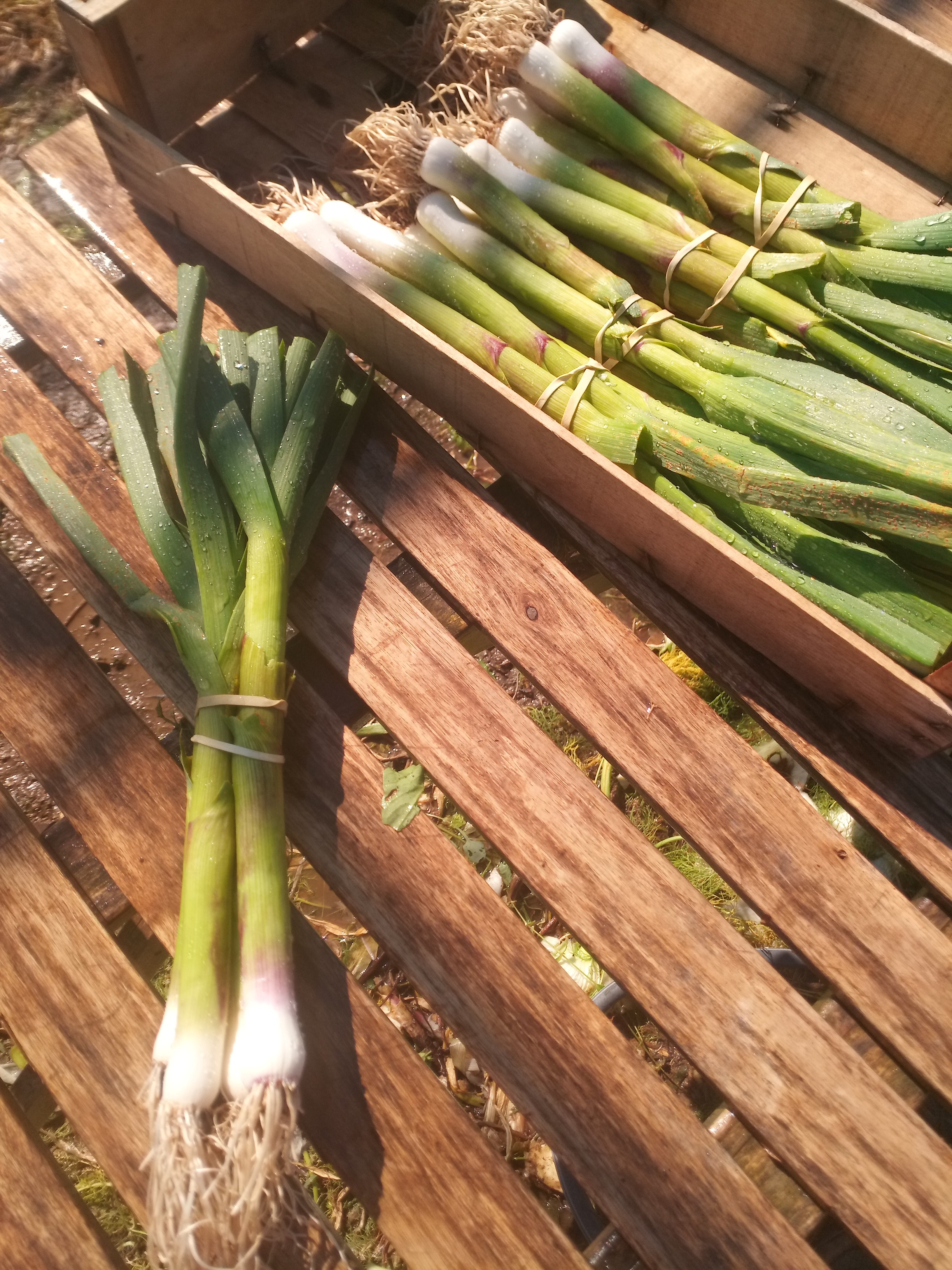 Aillet / botte d'ail jeune