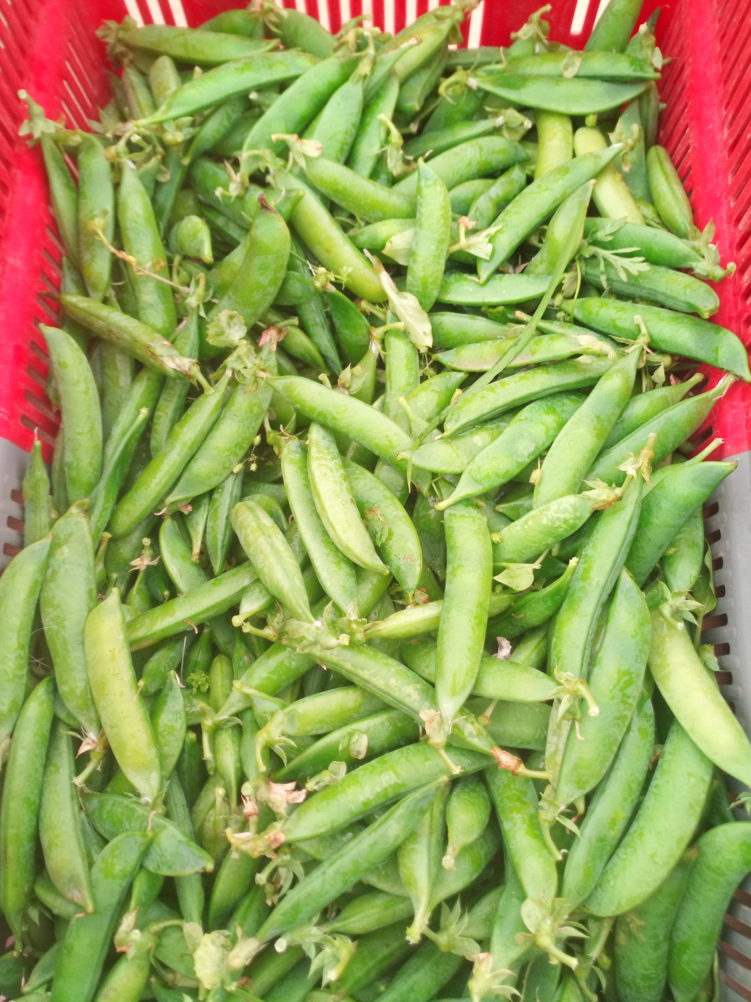 Petits pois verts / sachet de 500 gr