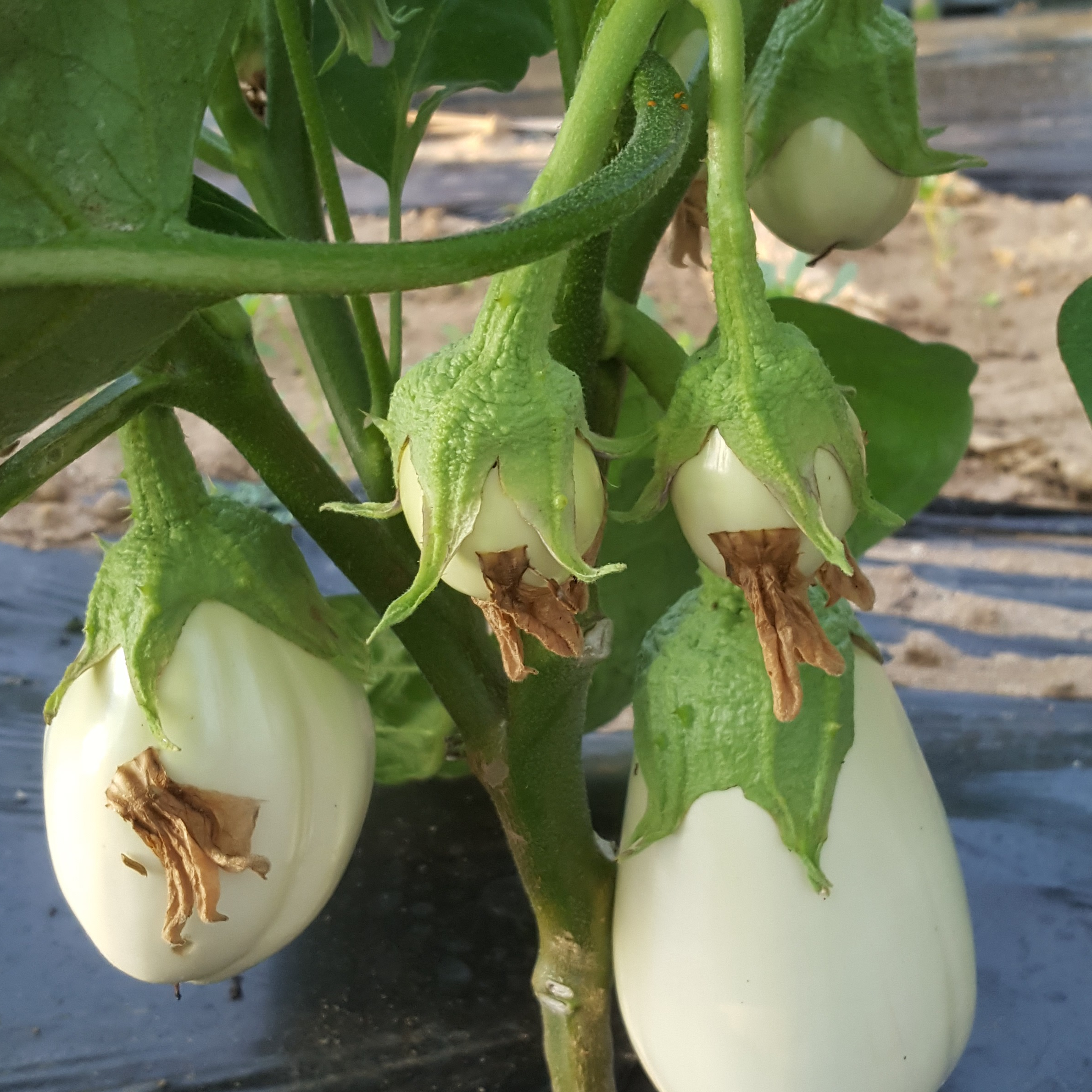Aubergine Blanche - 500g
