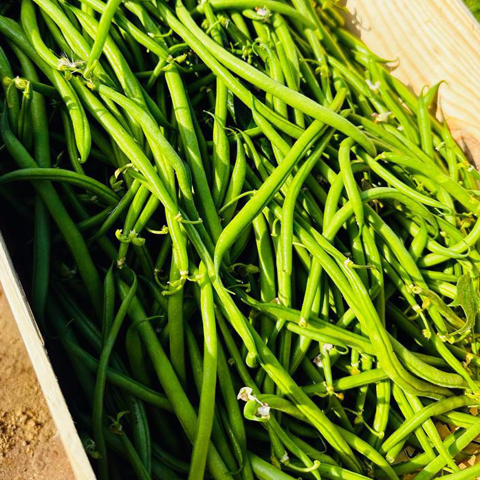 HARICOT VERT / Kg