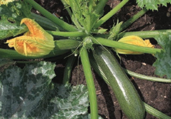courgettes