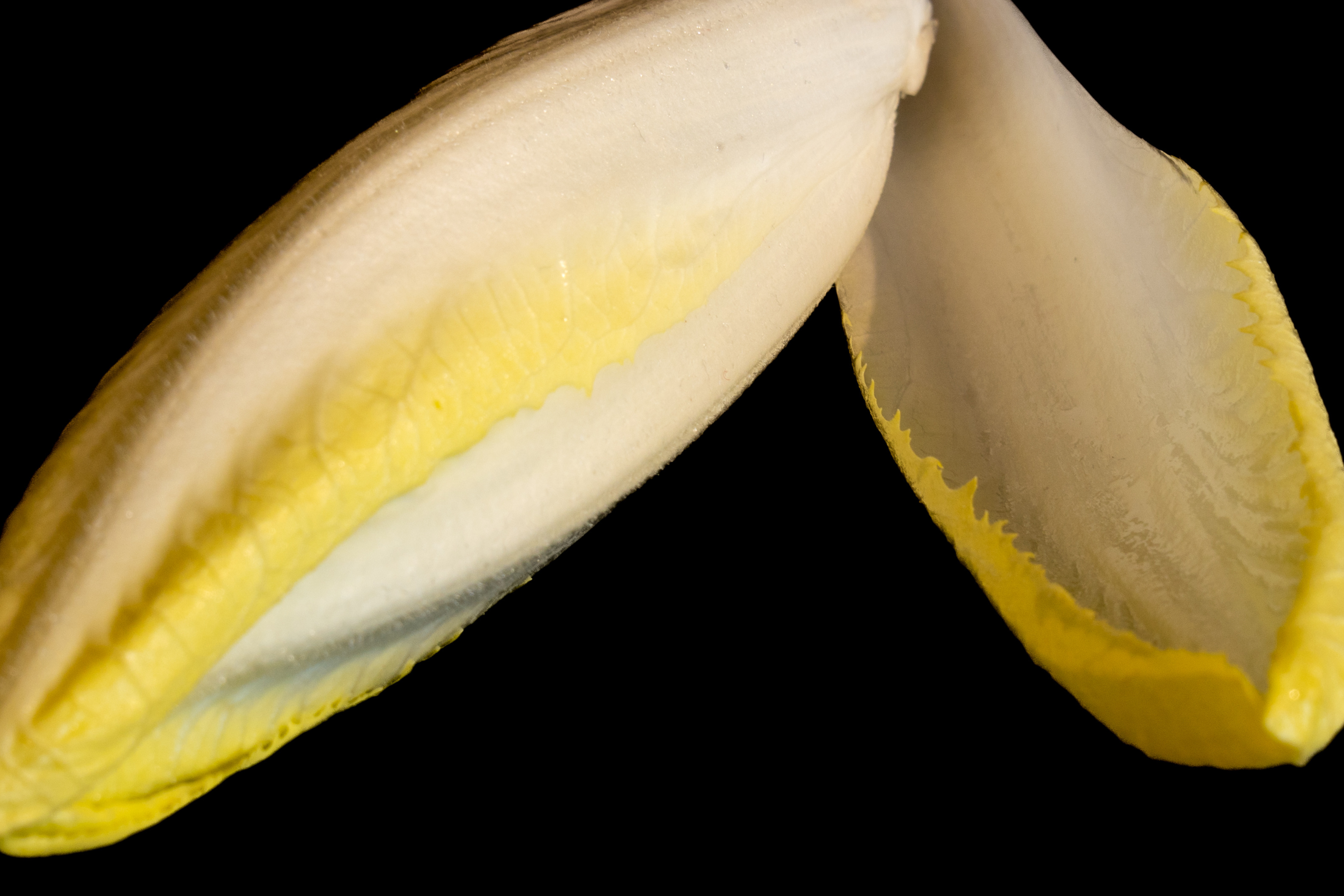 ENDIVE DE PLEINE TERRE au kg