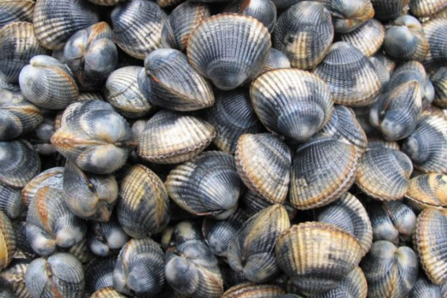 Coques  (500gr)