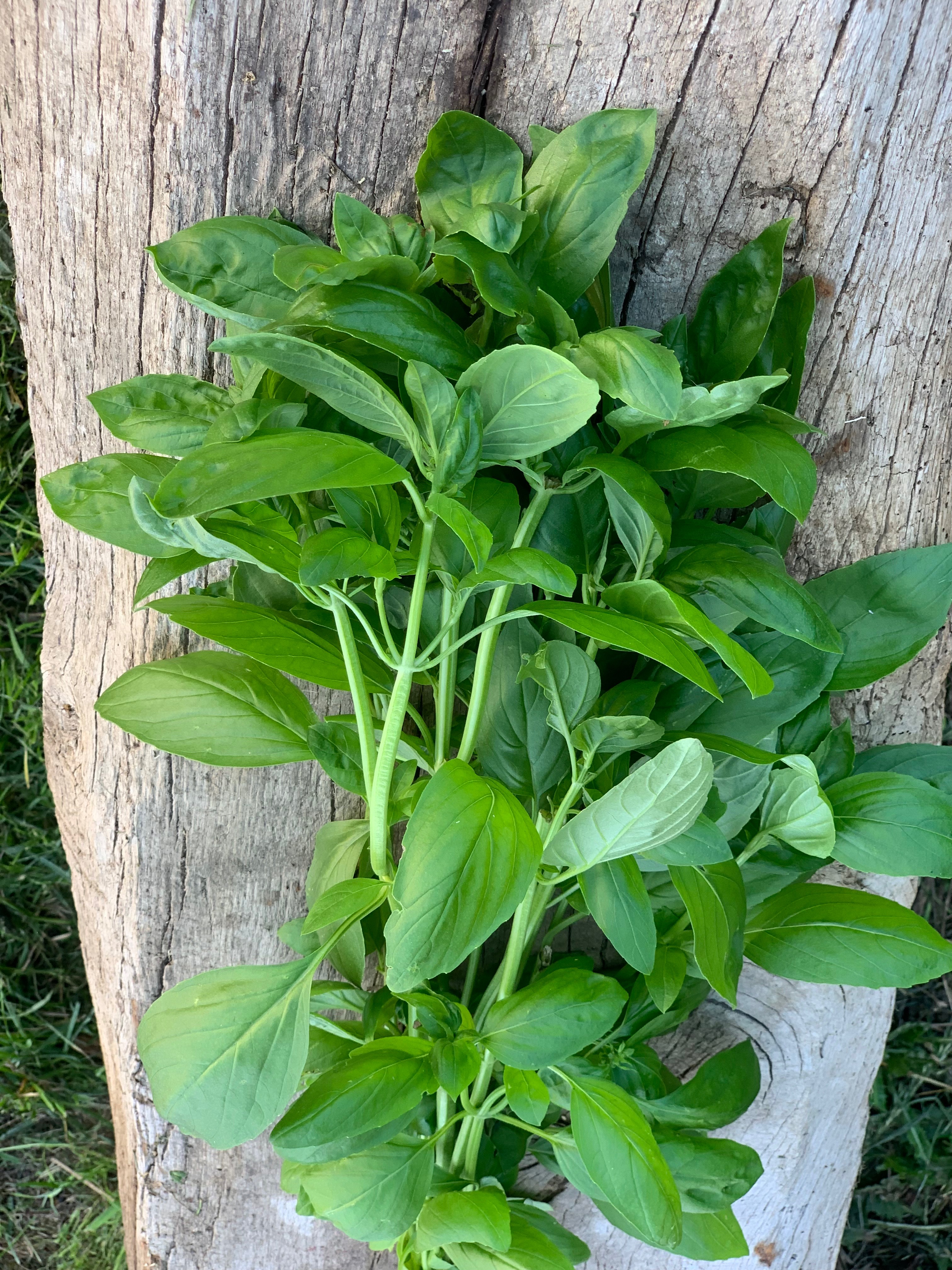 Basilic botte bio