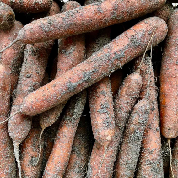 Carotte de conservation