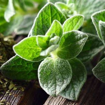 Origan frais - 50g