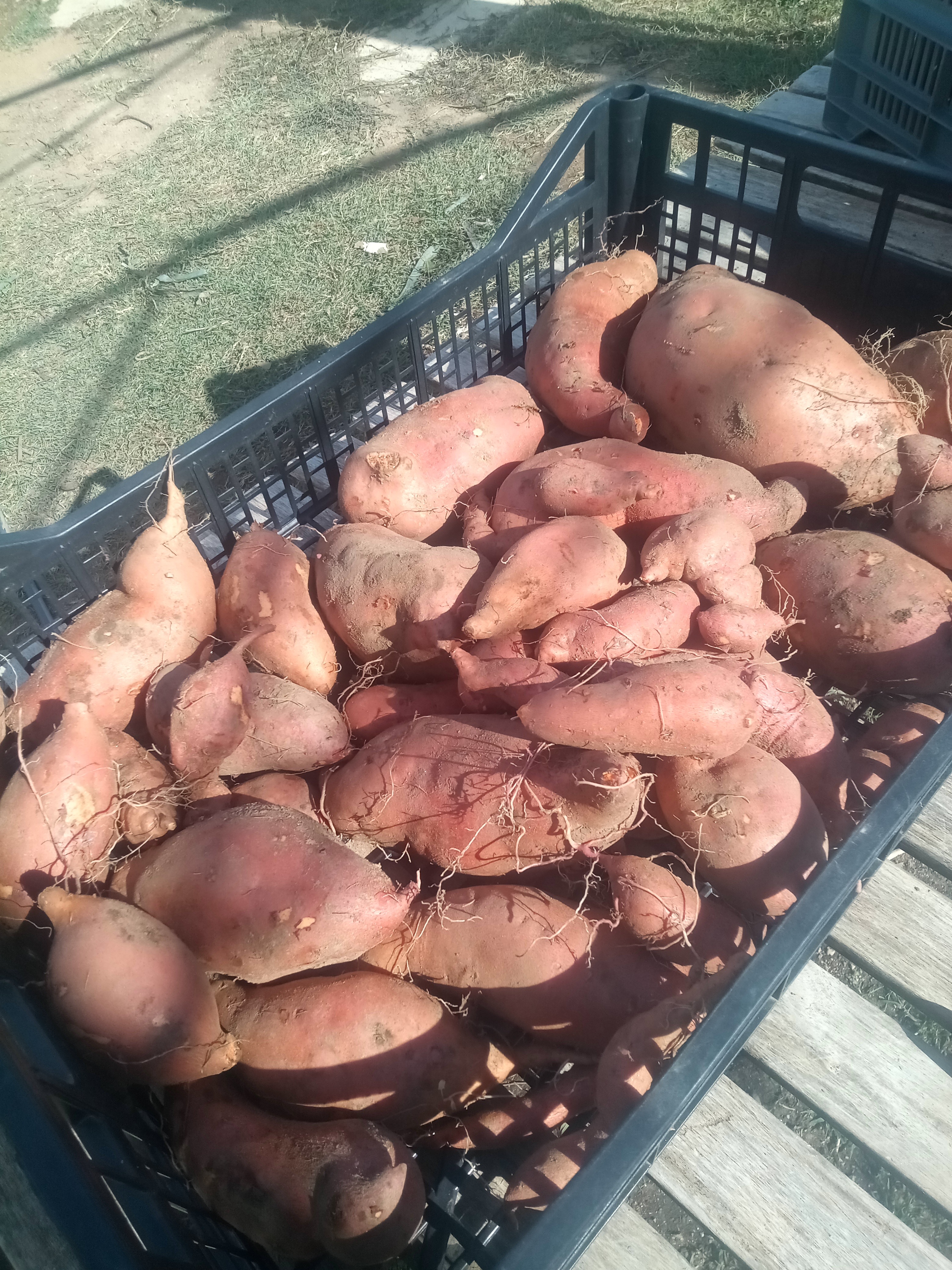 Patate Douce Orange