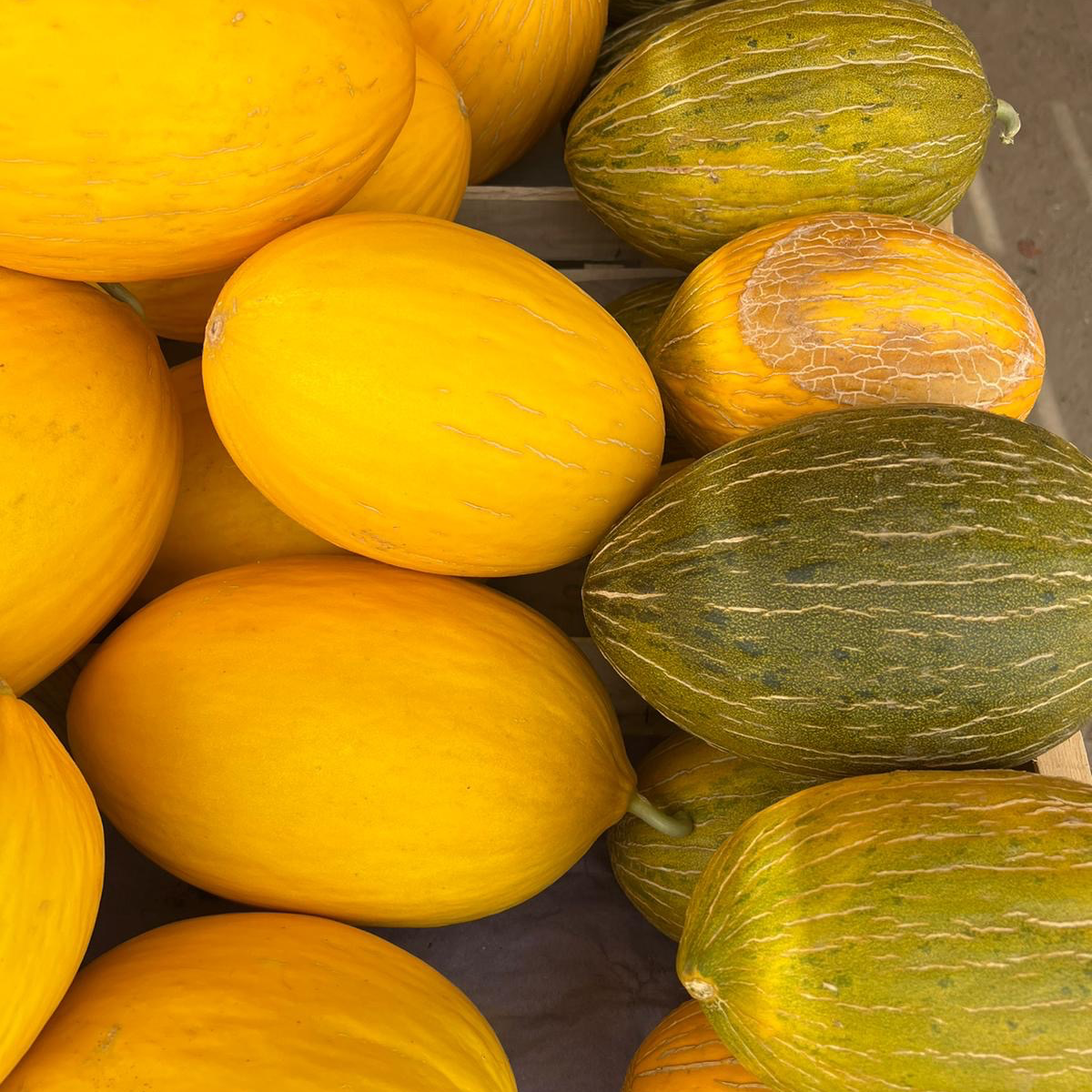 MELON JAUNE/VERT /Kg