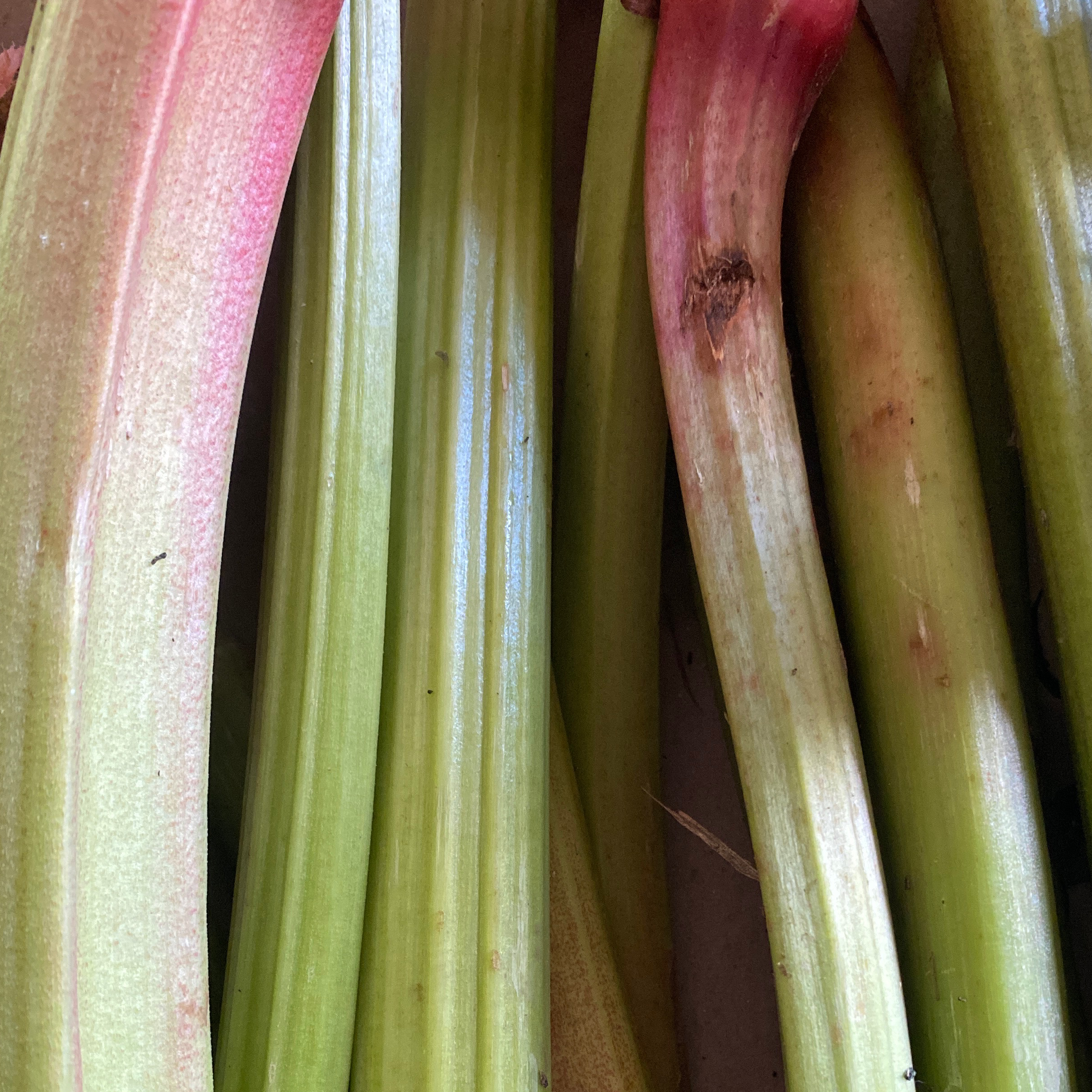 RHUBARBE