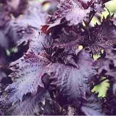Shiso rouge (lot de 30g)
