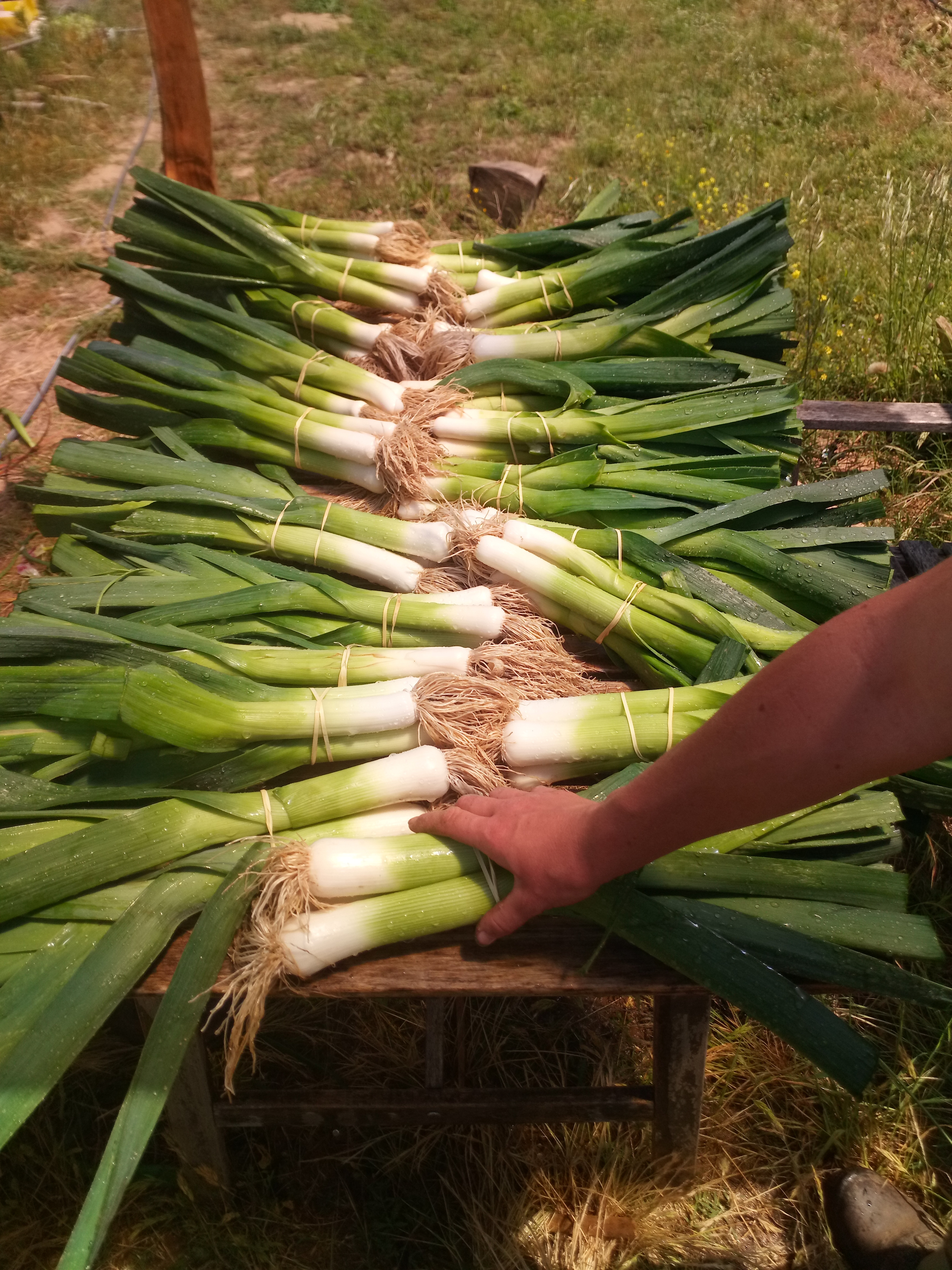 Poireau nouveau / botte