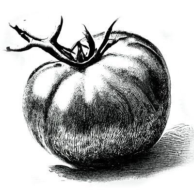 Tomates variées - 1 kg