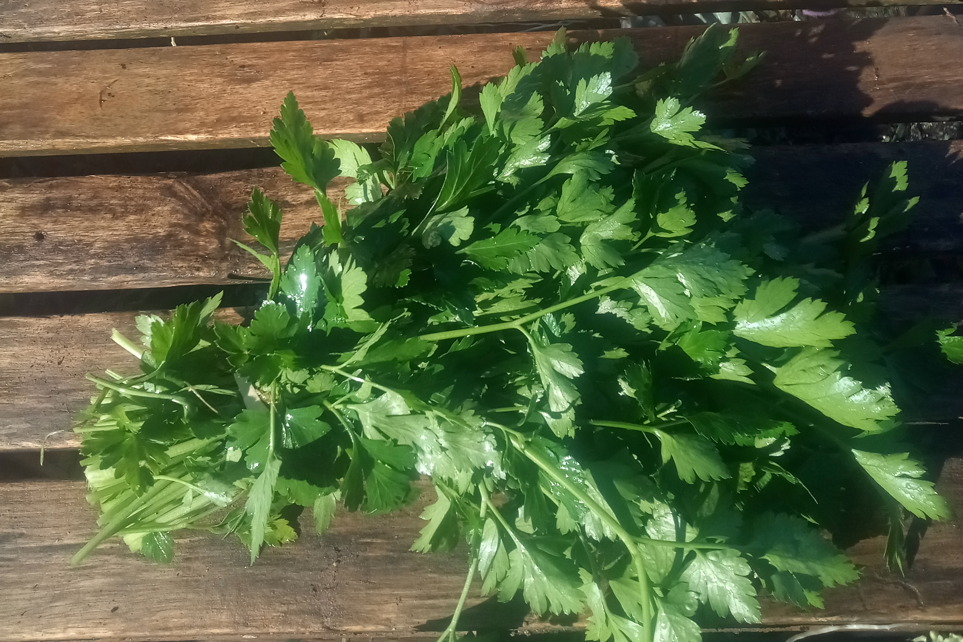 Persil plat / bouquet