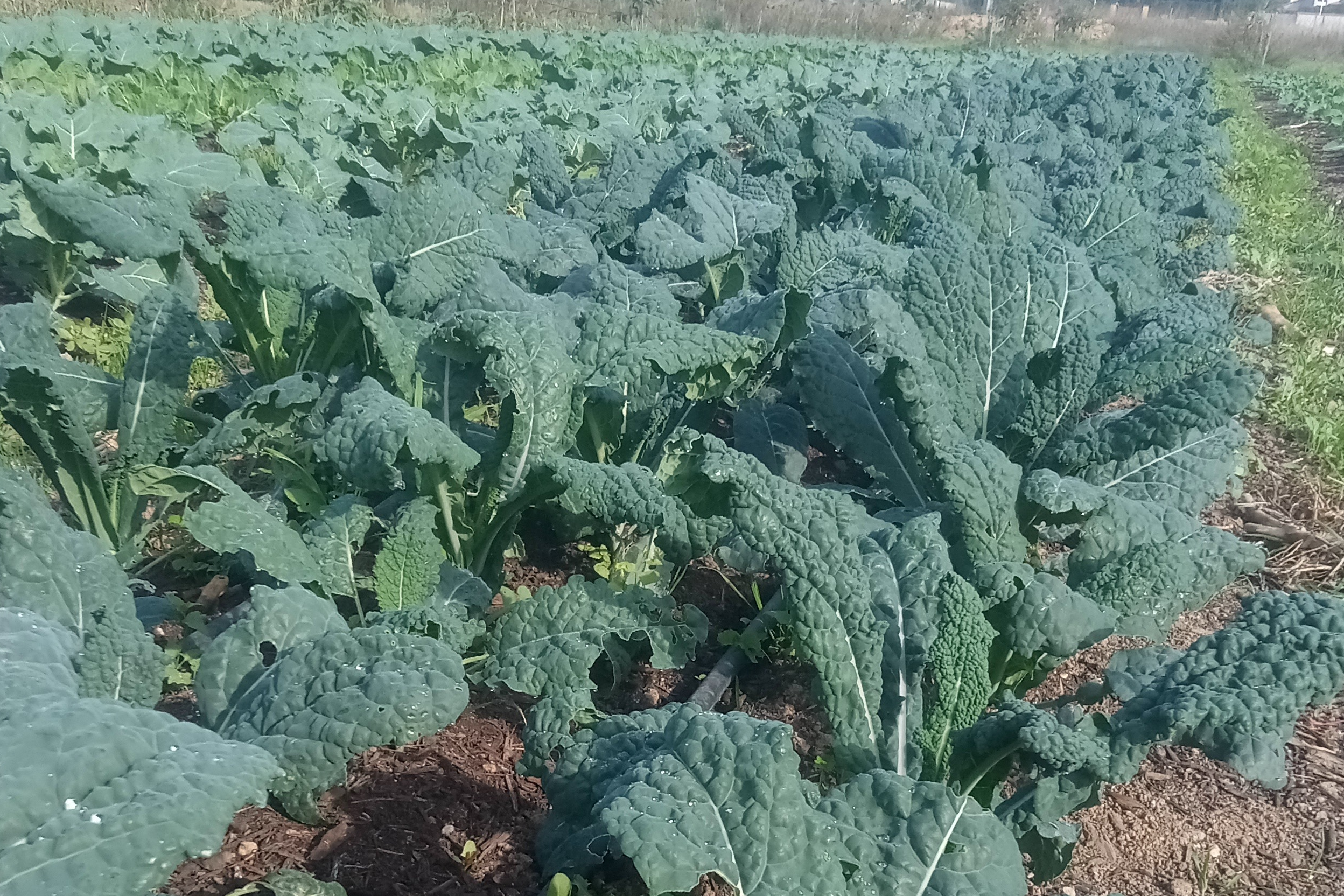 Chou Kale frisé / bouquet