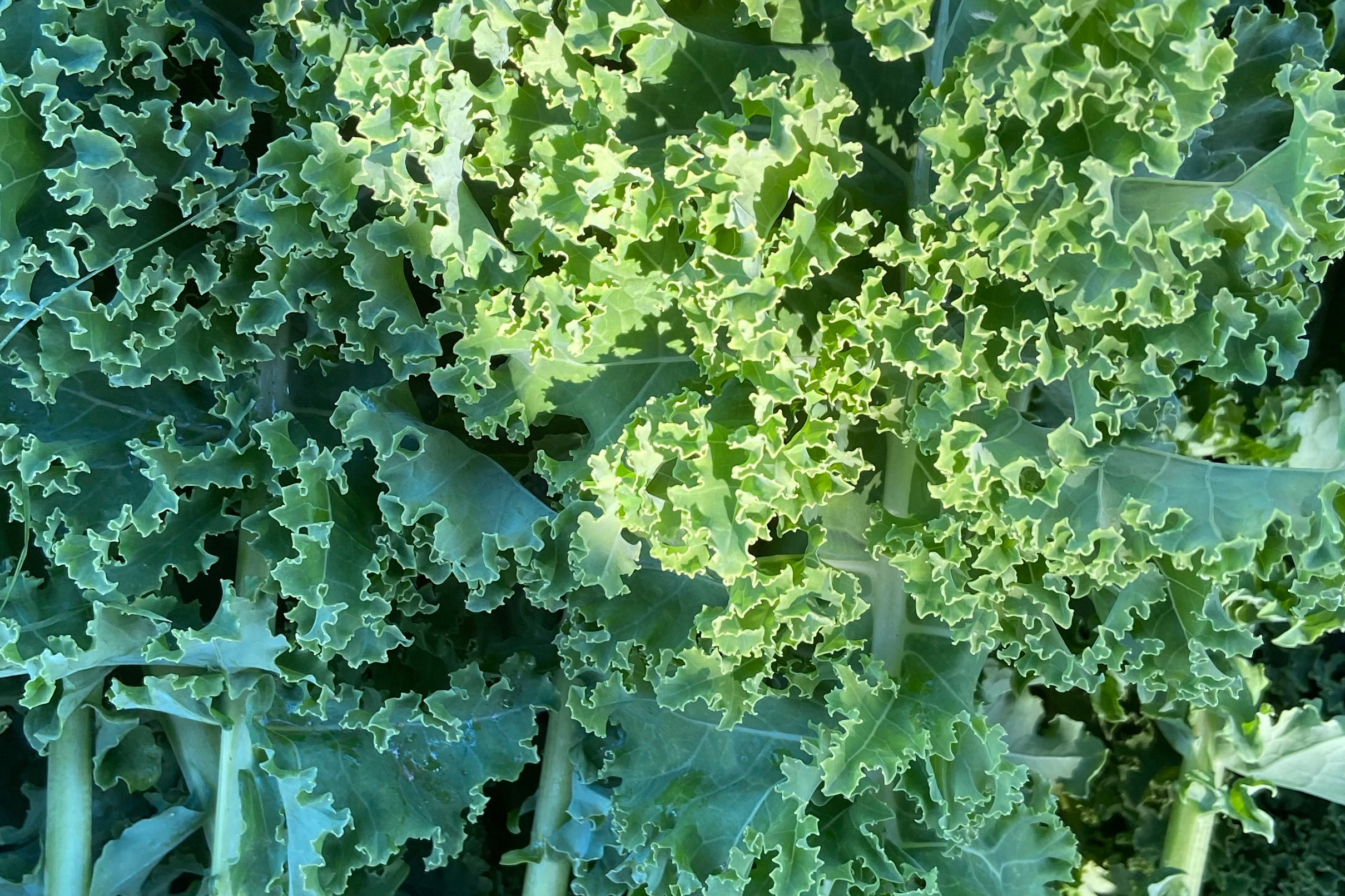 CHOU KALE