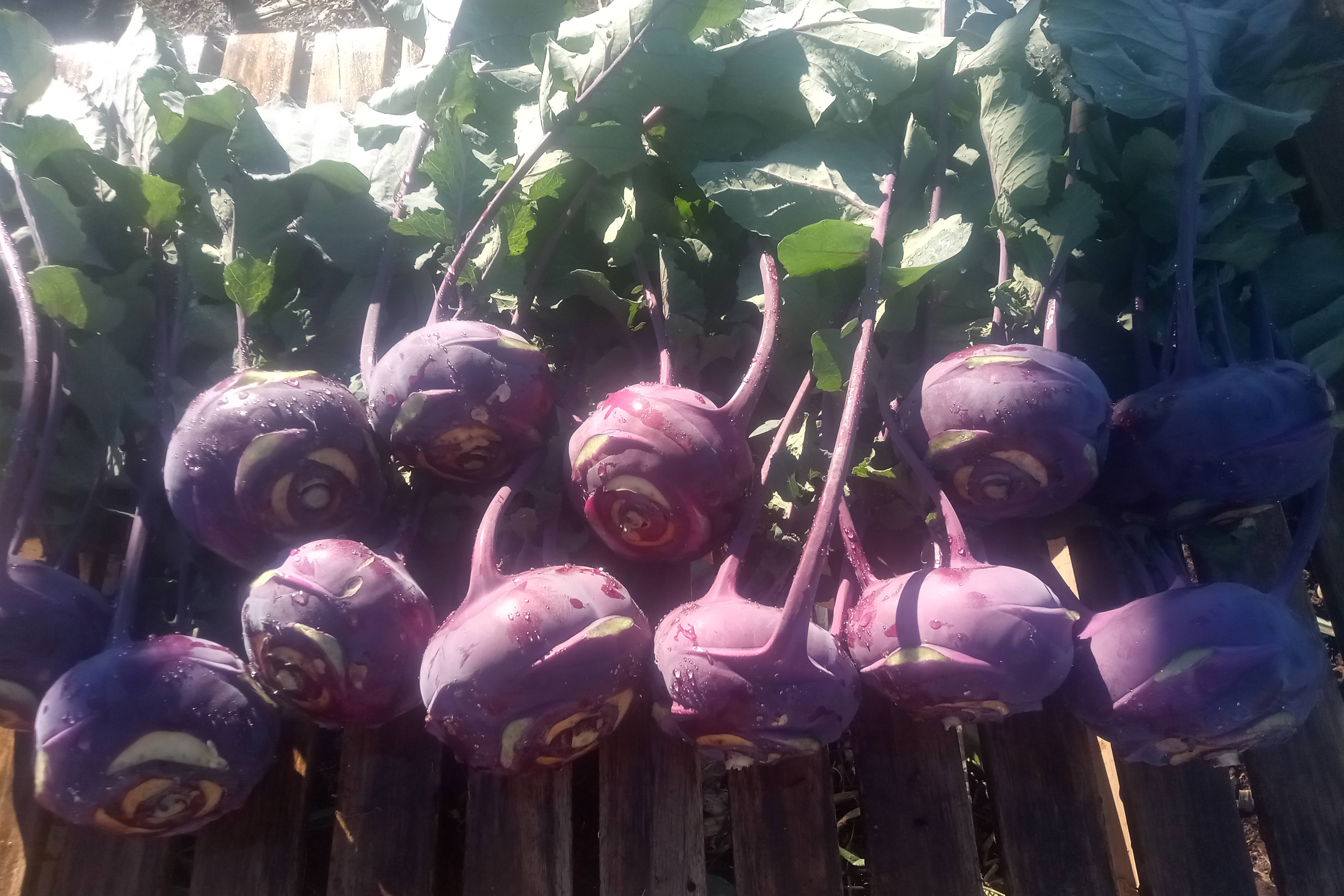 Chou rave vert / botte de 3