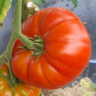 Tomate Côtelée charnues - 500g