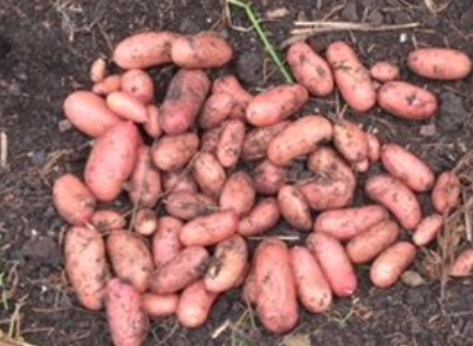 Pommes de terre