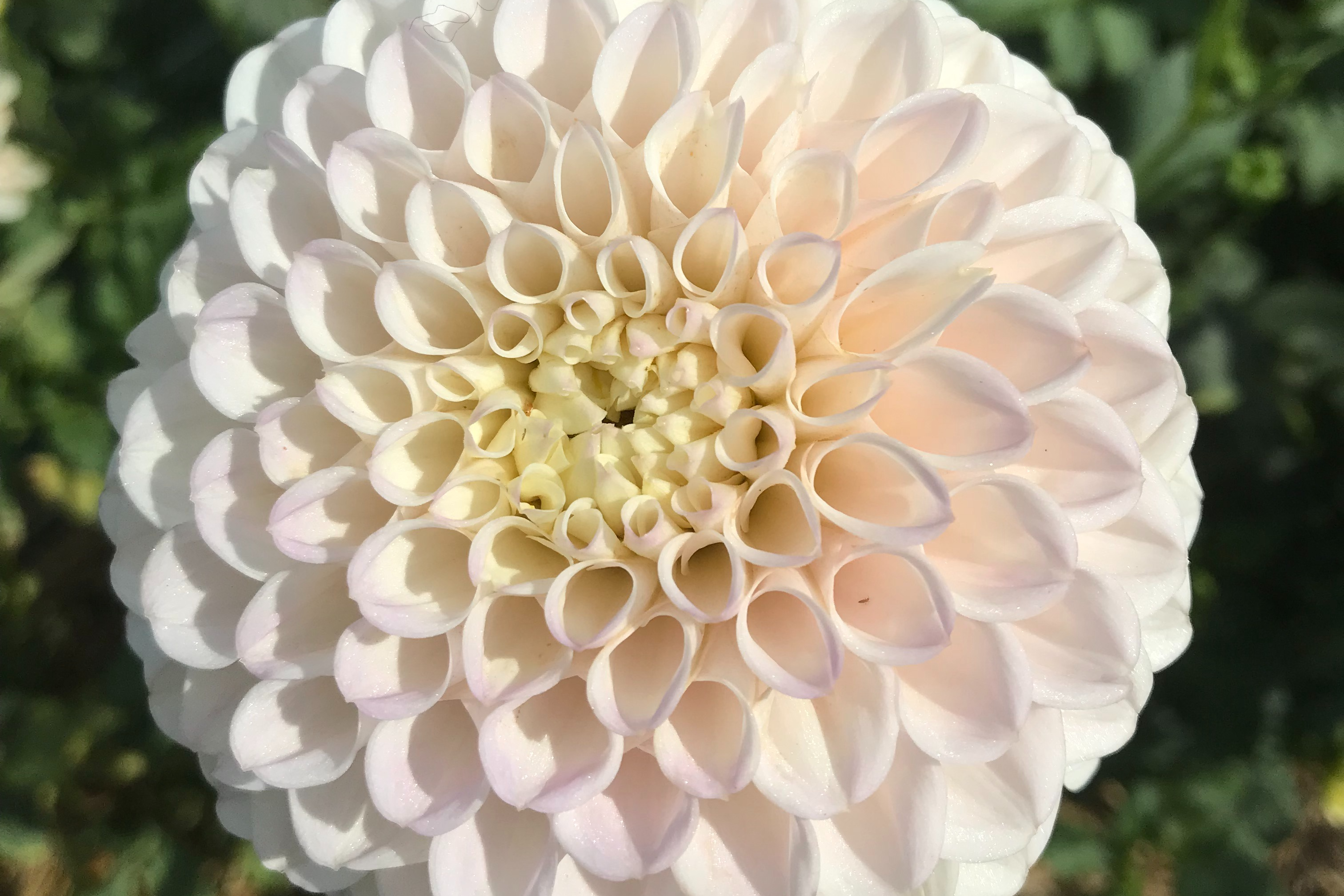 Pink Pearl - 130g