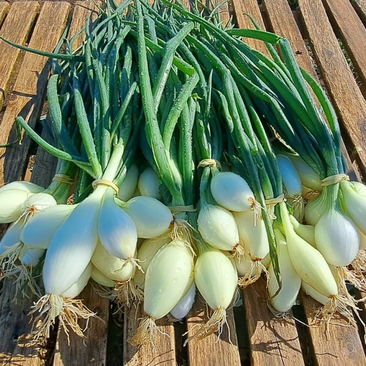 Oignon cébette blanc / la botte