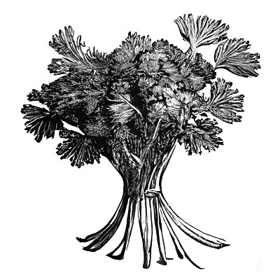 Persil plat - 1 bouquet