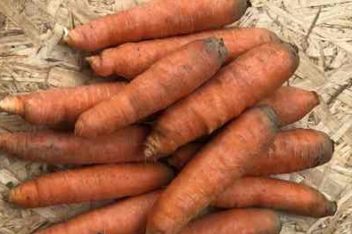 Carotte - 500g