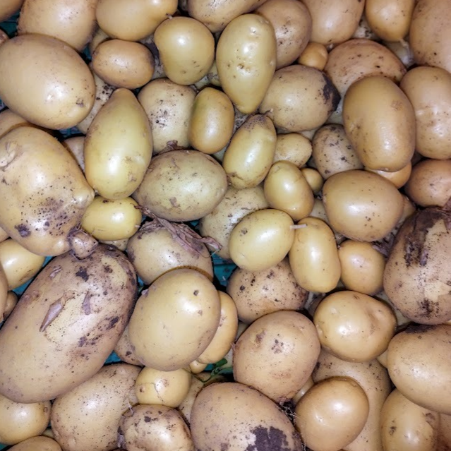 Pomme de terre nouvelle (500g)