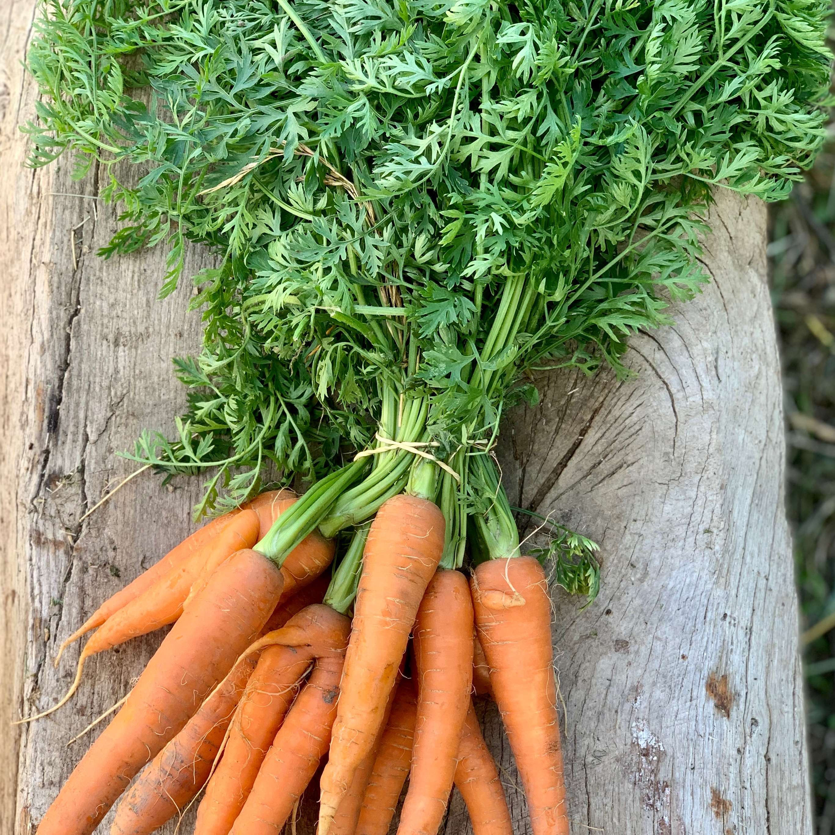 Carotte - botte