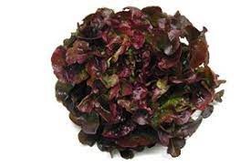 Salade Feuille de Chêne Brune, la pièce