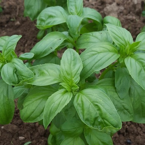 Basilic botte