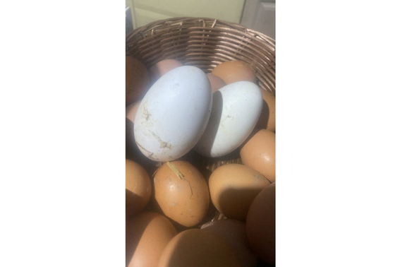 Oeufs d'oie
