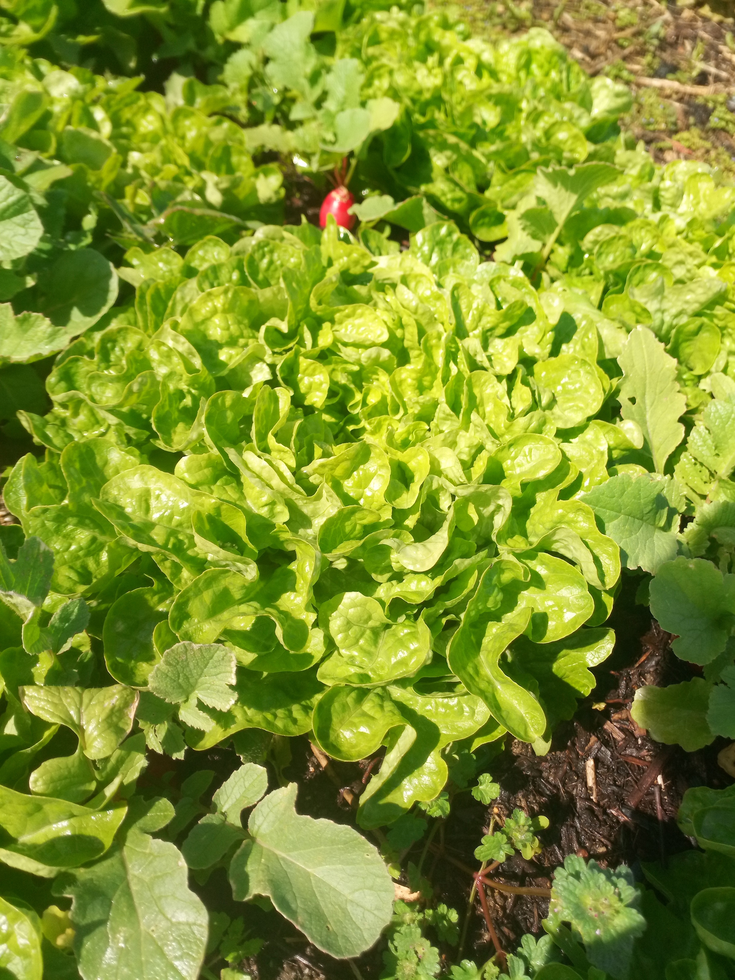 Feuille de chêne blonde