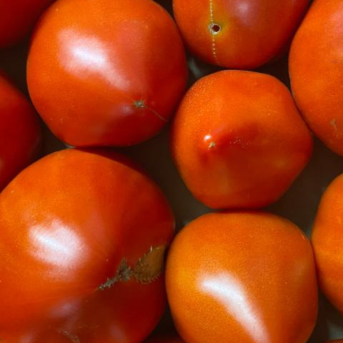 TOMATE cœur de bœuf