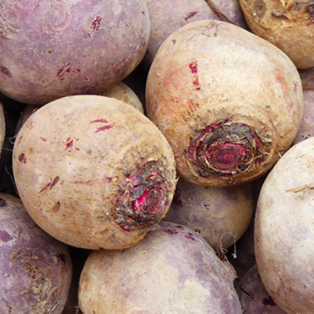 Betterave conservation