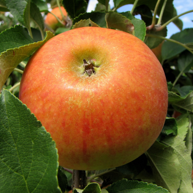 Reinette d'Armorique - Très vigoureux