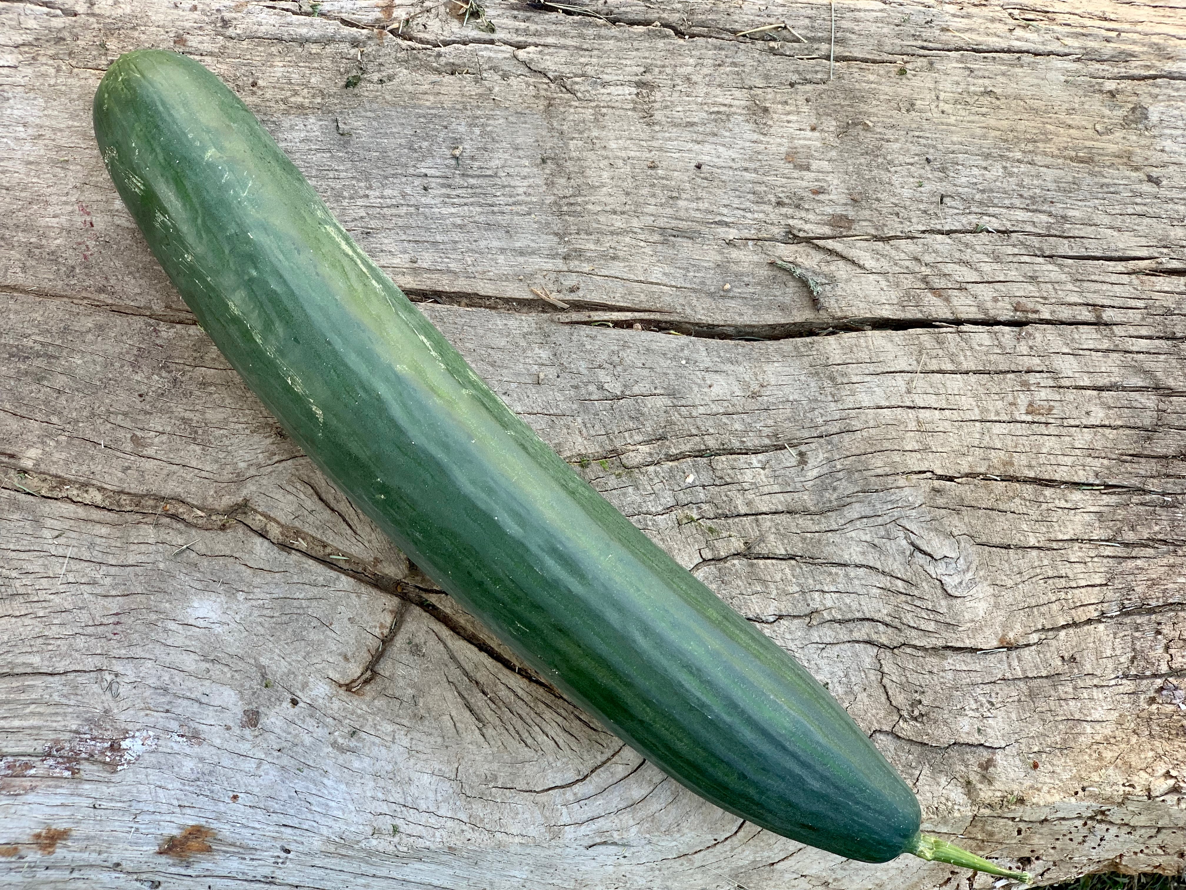 Concombre long pièce