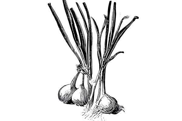 Oignons cébette - 1 botte