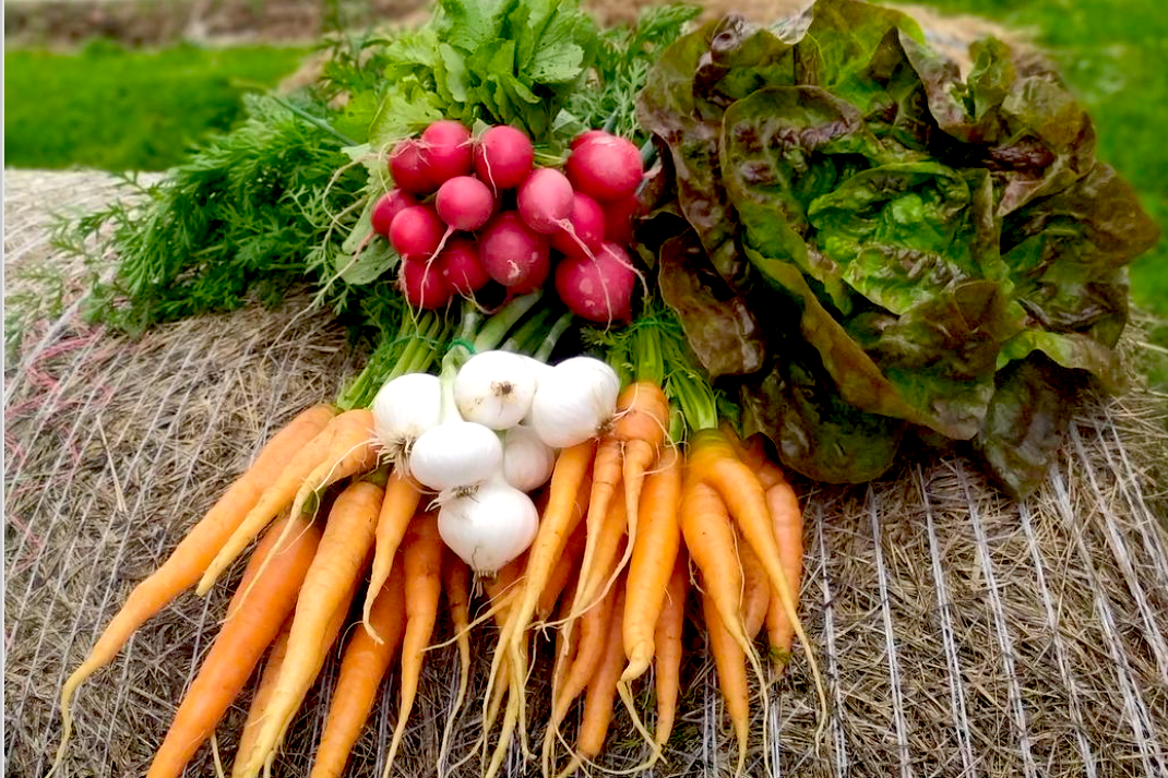 Carottes nantaises