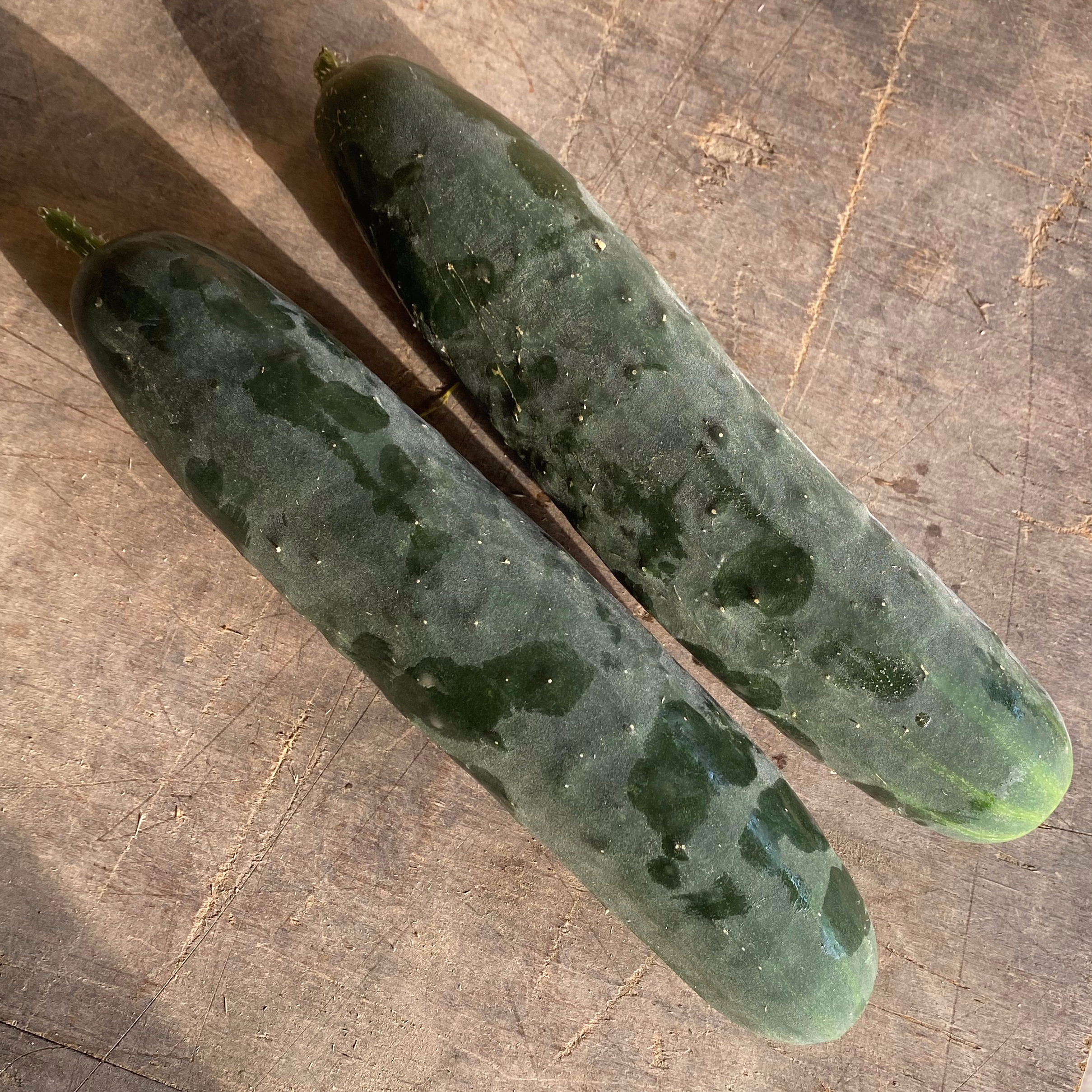 CONCOMBRE COURT / À la pièce