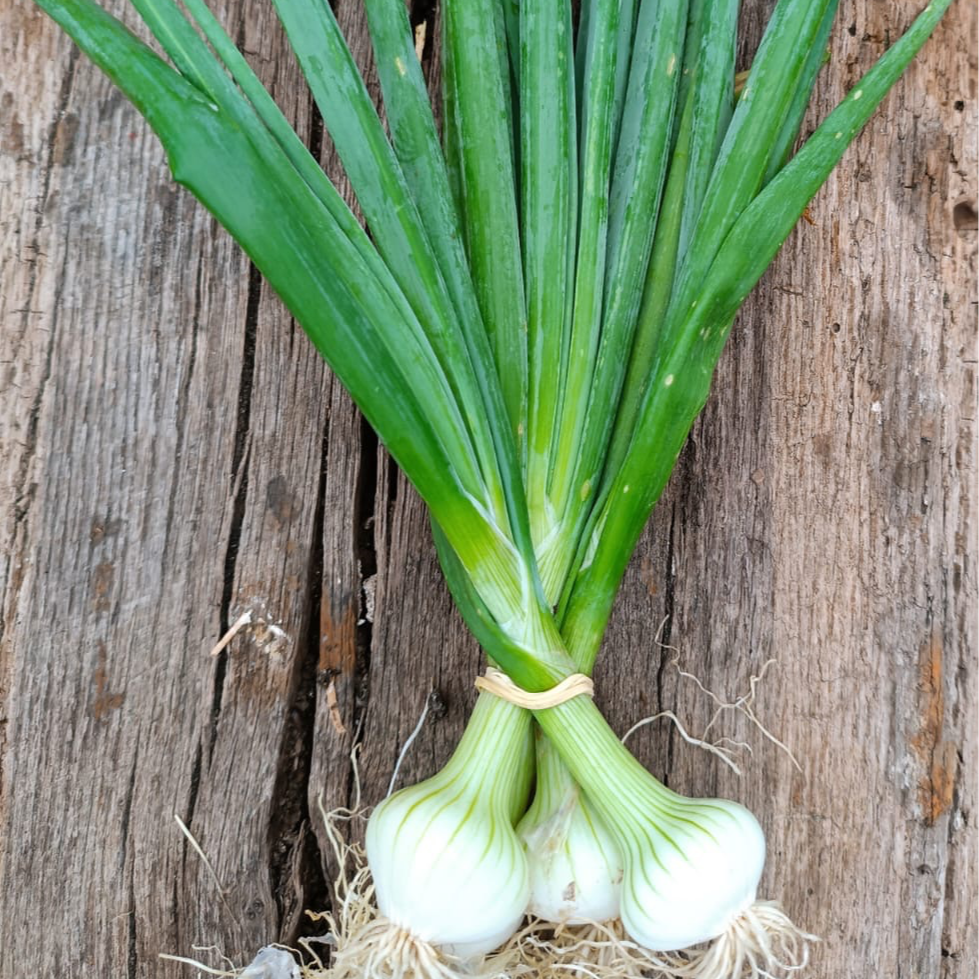 oignons blancs botte