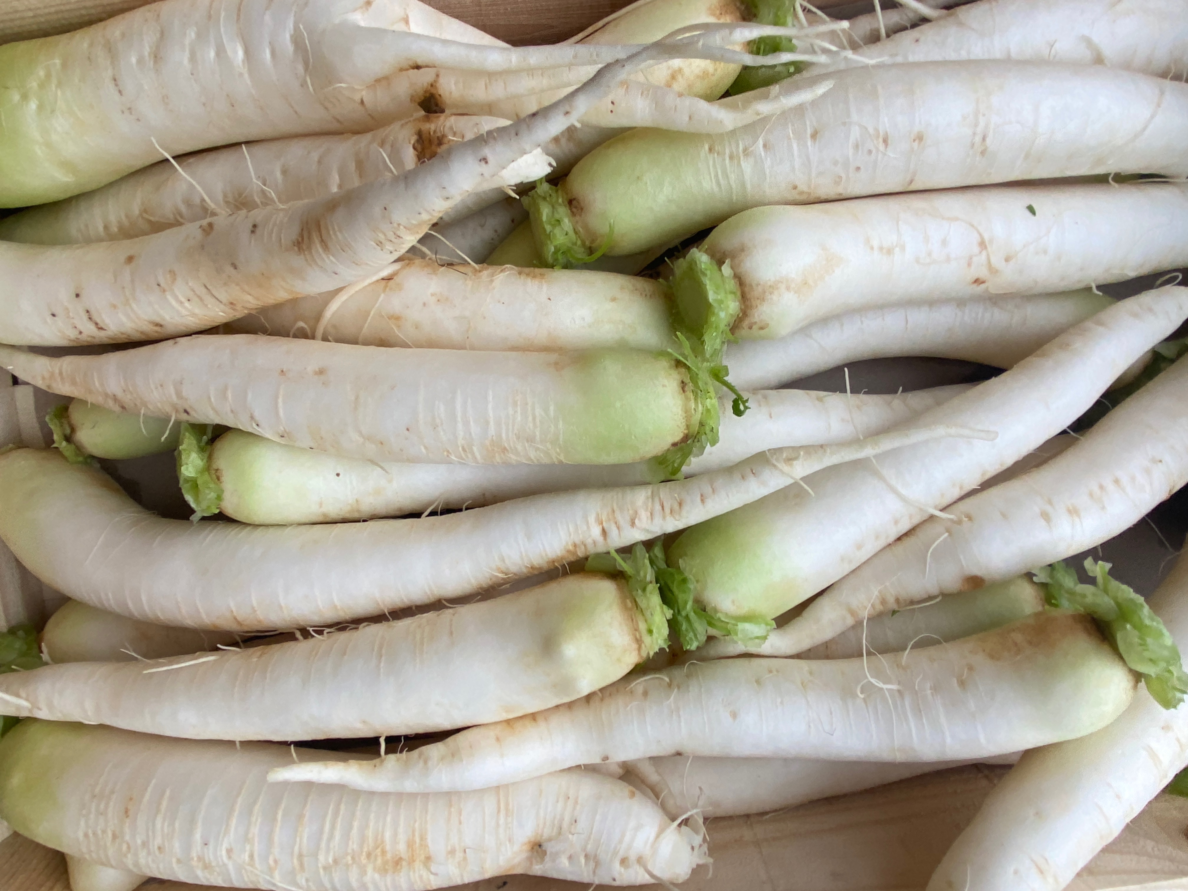 RADIS BLANC Japonais