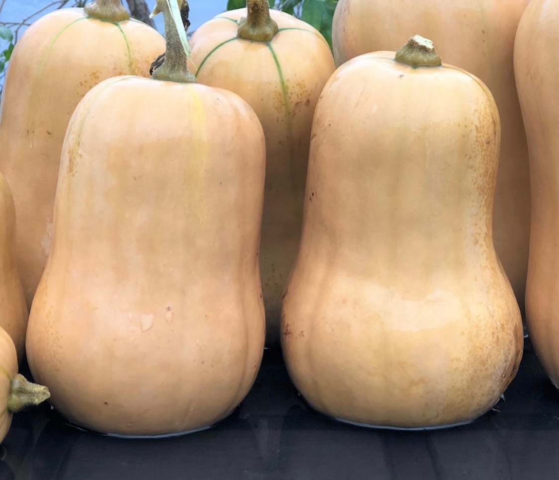 Butternut (1,5kg environ)