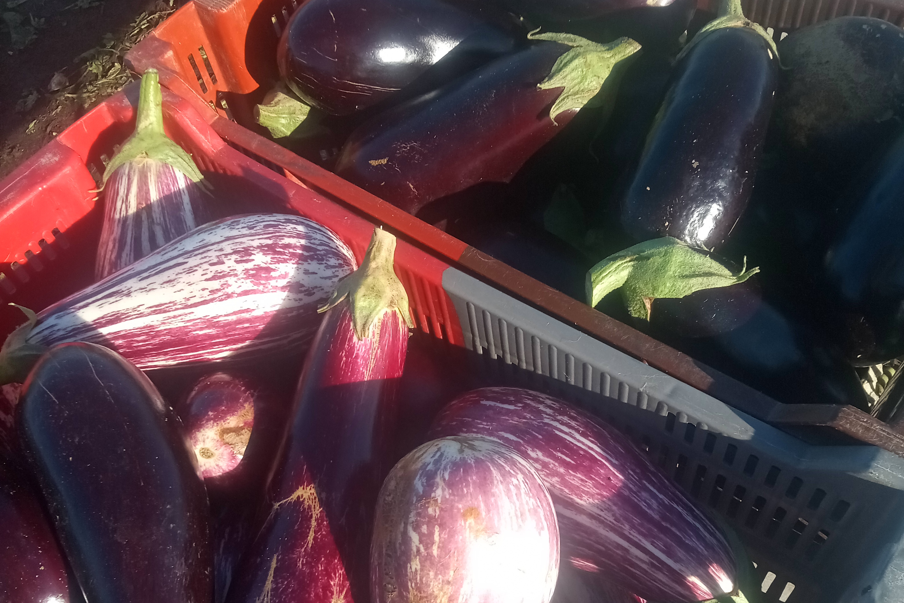 Aubergine mélange / Sachet de 500 gr
