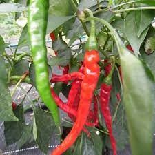 Piments doux des Landes (sachet 500g)