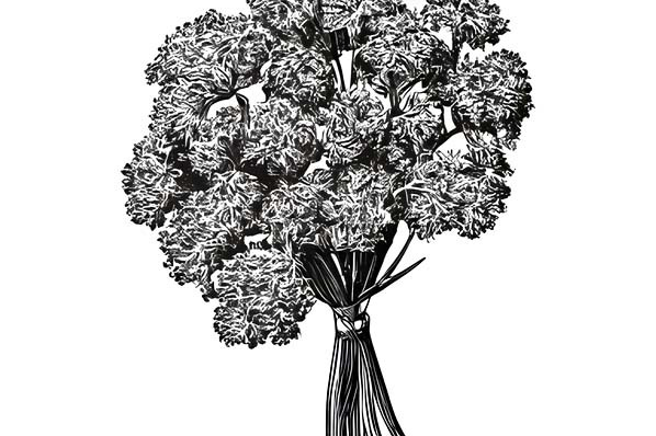 Persil frisé - 1 bouquet